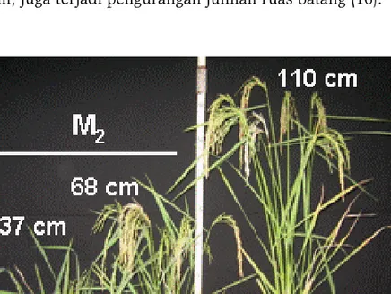 Gambar 1. Mutan padi pendek dan semi-pendek ditemukan  pada populasi M 2 , dibanding kontrol