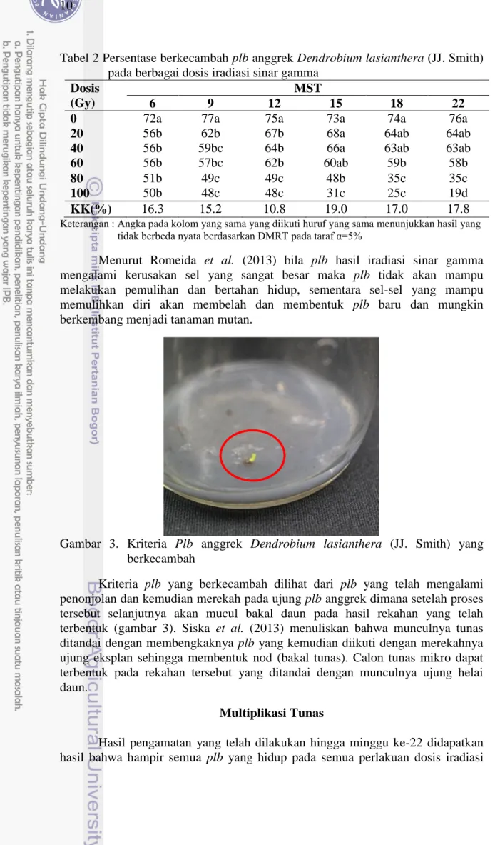 Tabel 2 Persentase berkecambah plb anggrek Dendrobium lasianthera (JJ. Smith)  pada berbagai dosis iradiasi sinar gamma 