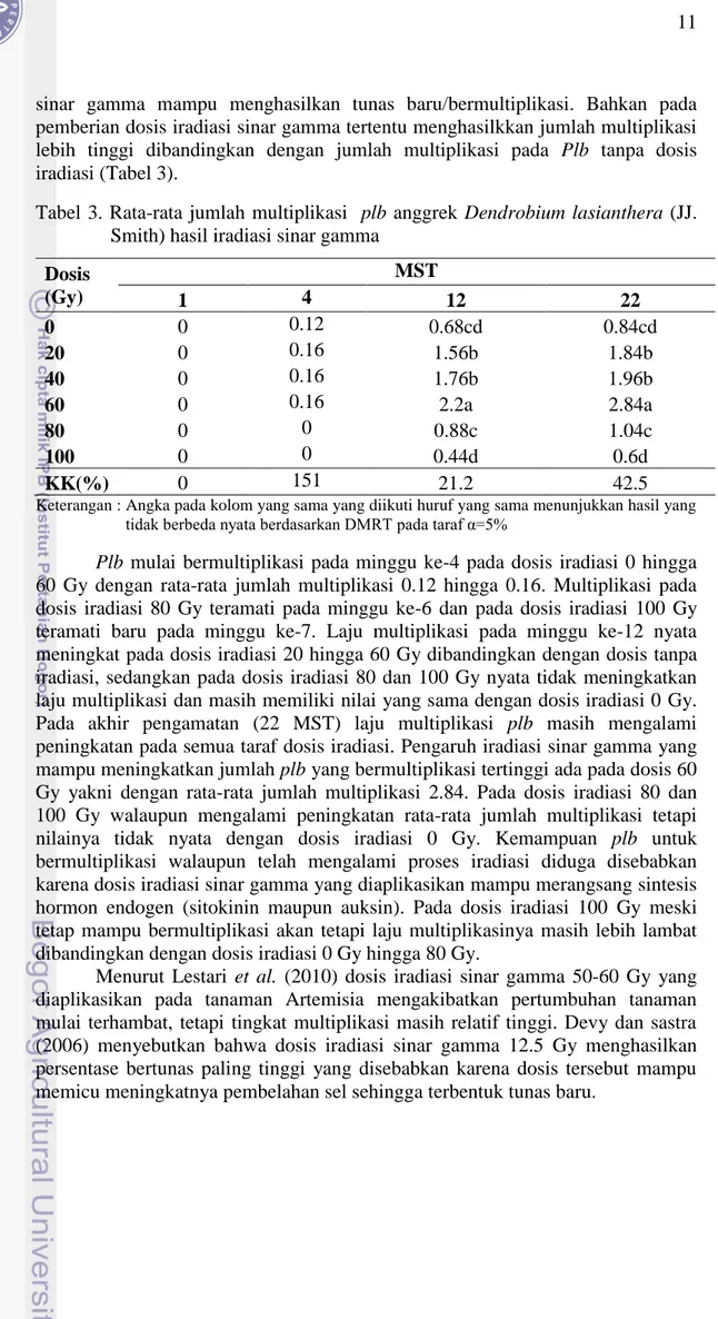 Tabel  3. Rata-rata jumlah multiplikasi   plb  anggrek  Dendrobium lasianthera  (JJ. 