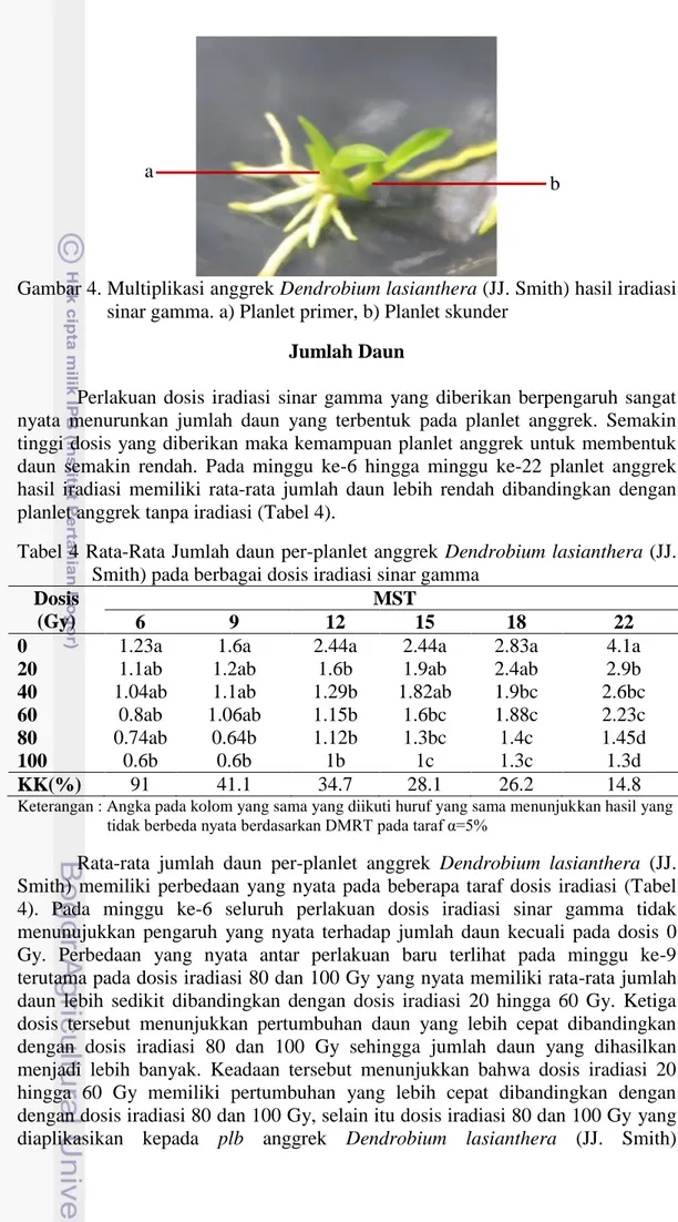 Gambar 4. Multiplikasi anggrek Dendrobium lasianthera (JJ. Smith) hasil iradiasi  sinar gamma