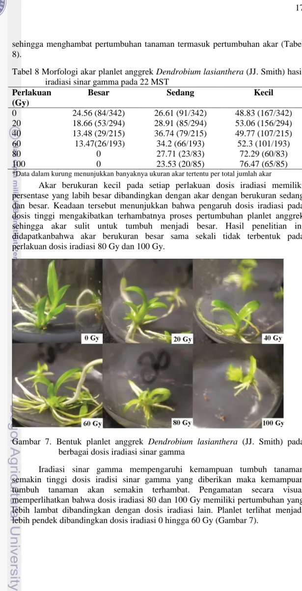 Tabel 8 Morfologi akar planlet anggrek Dendrobium lasianthera (JJ. Smith) hasil  iradiasi sinar gamma pada 22 MST 