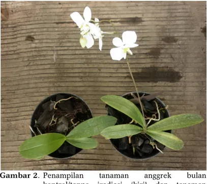Gambar 2.  Penampilan tanaman anggrek bulan  kontrol/tanpa iradiasi (kiri) dan tanaman  mutan dosis 25 Gy (kanan) 