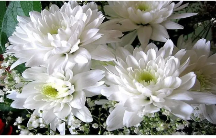 Gambar 2.3.1. Mahkota Bunga Varietas Giant White  (Balithi, 1998)  2. Varietas Reagen Pink: Tanaman Krisan ini ditandai dengan satu tangkai bunga  terdiri dari 9 – 12 bunga, mahkota berwarna pink berbentuk lonjong memanjang dan   bagian  tengah  bunga  ber