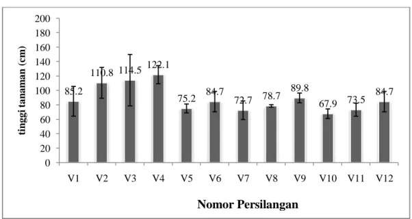 Gambar 4.1. Rata – rata tinggi tanaman pada populasi tanaman jagung  Terjadinya  perbedaan  hasil  dari  setiap  genotipe  yang  dicobakan  disebabkan  karena  adanya  perbedaan  genetik