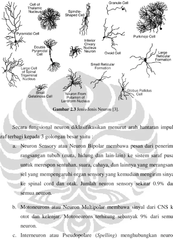 Gambar 2.3 Jenis-Jenis Neuron [3]. 