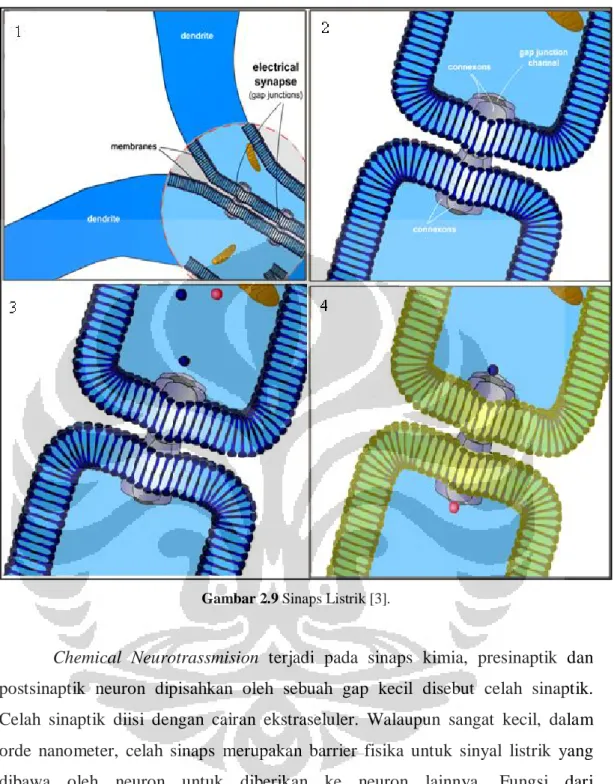 Gambar 2.9 Sinaps Listrik [3]. 