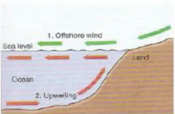 Gambar 5. Mekanisme terjadinya upwelling oleh offshore wind (Thurman and  Trujillo, 2004) 