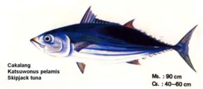Gambar 2  Ikan cakalang (Katsuwonus pelamis). 