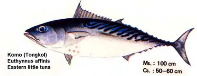 Gambar 3 Ikan tongkol (Euthynnus affinis). 
