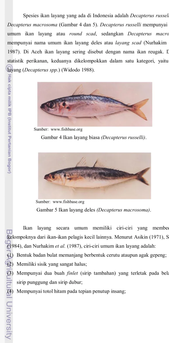 Gambar 4 Ikan layang biasa (Decapterus russelli). 