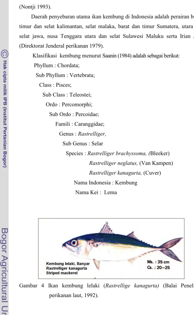Gambar 4 Ikan kembung lelaki (Rastrellige kanagurta) (Balai  Penelitian     perikanan laut, 1992)