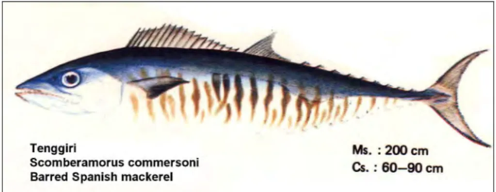 Gambar 6 Tenggiri (Scomberomorus commersoni) (Balai Penelitian Perikanan Laut,  1992)
