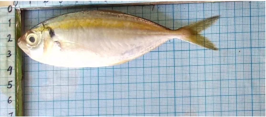 Gambar 2. Ikan Selar Kuning (Selaroides leptolepis) 