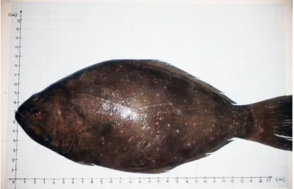 Gambar 2. Ikan Sebelah (Psettodes spp.) 