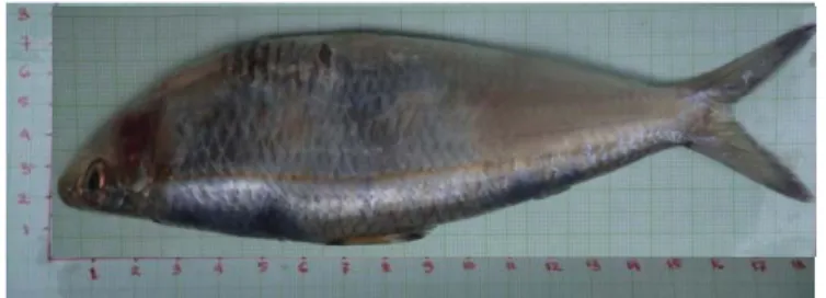 Gambar 2. Ikan tembang (Sardinella sp.)  Sistematika ikan tembang menurut Fischer dan Whitehead (1974) :  Phylum   : Chordata 