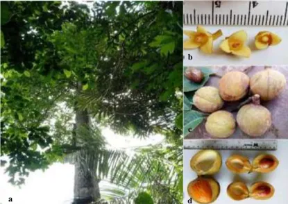 Gambar 1 : Pala hutan di Aceh Selatan (M schifferii). a) penampilan tanaman  pala hutan di Aceh Selatan, b) bunga, c) buah dan biji dan d)   Per-bandingan  pala  hutan  (warna  fuli  kuning)  dan  pala  banda  (fuli  merah)