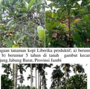 Gambar 1. Keragaan tanaman kopi Liberika produktif; a) berumur &gt;10 tahun  dan  b)  berumur  5  tahun  di  tanah    gambut  kecamatan  Betara  Tanjung Jabung Barat, Provinsi Jambi 