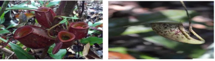 Gambar 1. Kantong bawah (kiri) dan kantong atas (kanan) Nepenthes ampullaria 