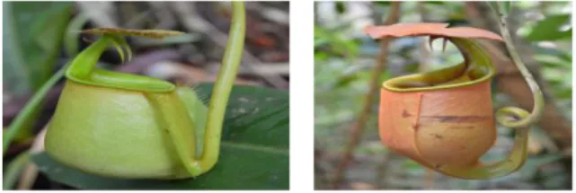 Gambar 2. Kantong bawah (kanan) dan kantong atas (kiri) Nepenthes bicalcarata  Nepenthes  ini  memiliki  batang  berbentuk  bulat  dan  memiliki  panjang  dapat mencapai 20 m