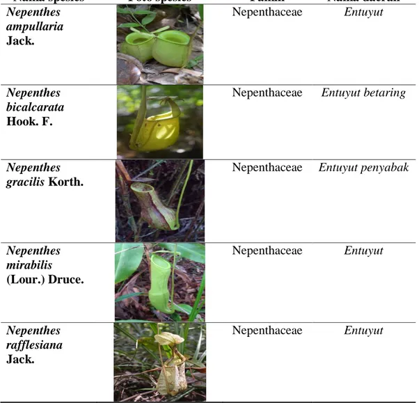 Tabel 2. Spesies Nepenthes yang ditemukan di Hutan Adat Kantuk, Desa Paoh  Benua, Kecamatan Sepauk, Kabupaten Sintang 