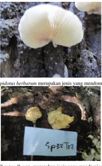 Gambar 3. Crepidotus herbarum merupakan jenis yang mendominasi di Trail 1 