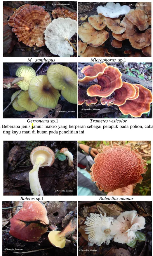 Gambar 6. Beberapa jenis jamur makro ektomikoriza yang ditemukan di lokasi penelitian yang tum- tum-buh di sekitar pohon Dipterocarpaceae