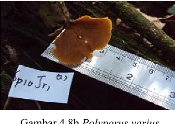 Gambar 4.8b Polyporus varius      Sumber:  Tampubolon, 2010 
