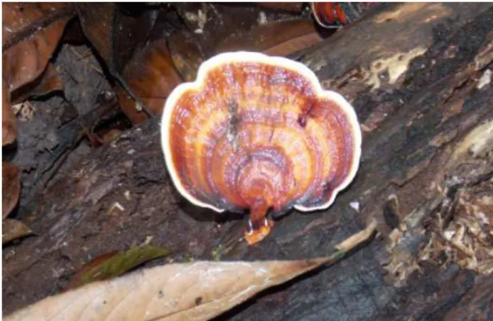 Gambar 4.5 Micropous sp5 (Dokumentasi Pribadi, 2015) 