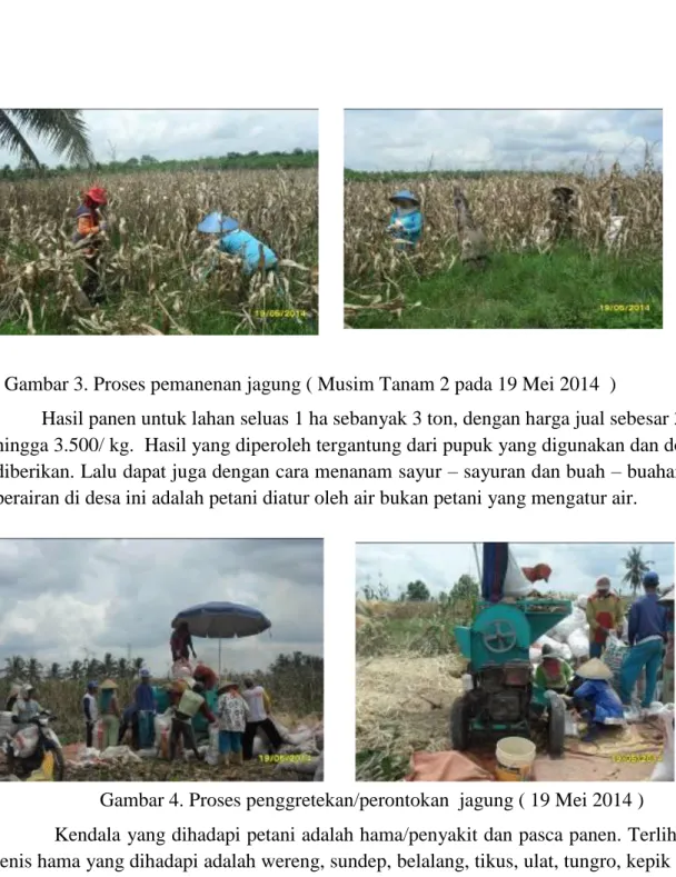 Gambar 4. Proses penggretekan/perontokan  jagung ( 19 Mei 2014 ) 