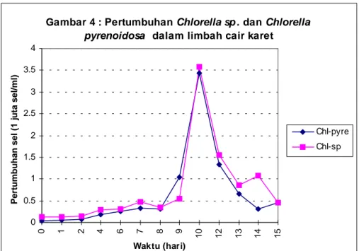 Gambar 5 : Biomassa Chlorella sp.  dan Chlorella  pyrenoidosa  pada limbah karet