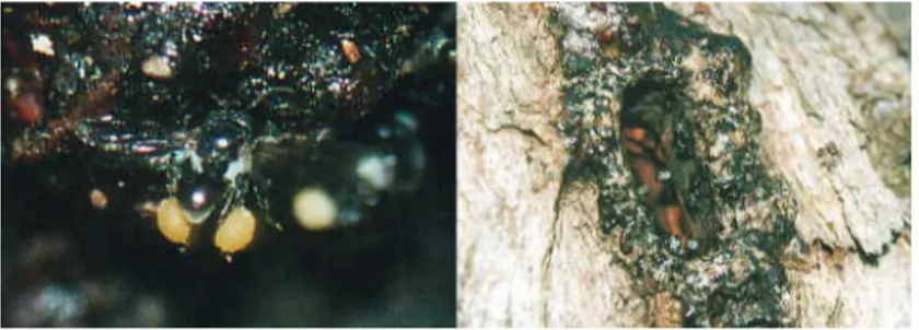 Gambar 2. Sarang lebah Trigona spp
