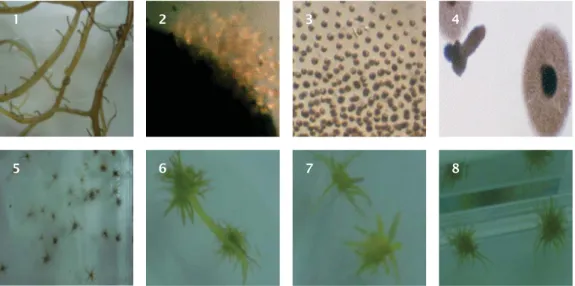Figure 4. The growth of seaweed G. verrucosa spore