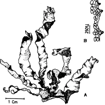 Gambar 1. Porphyra marcosii 