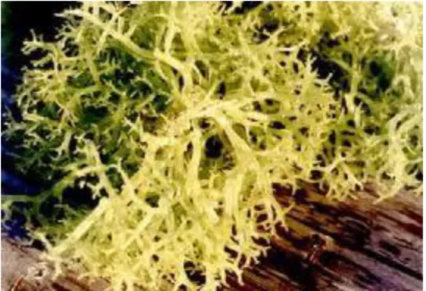 Gambar 2. Rumput laut Eucheuma sp. 