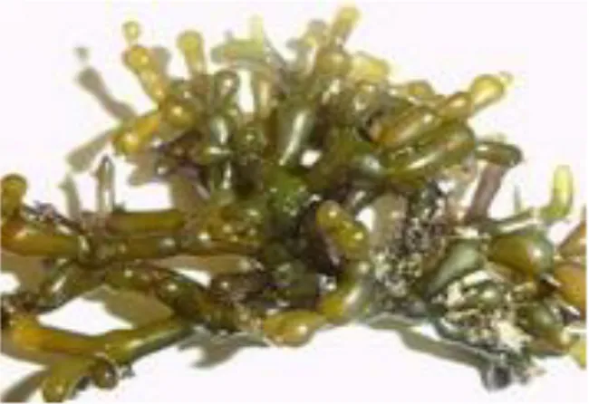 Gambar 1. Gracilaria salicornia   B.  Siklus Hidup Gracilaria salicornia 