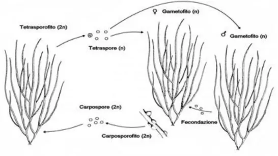 Gambar 2. Siklus hidup Gracilaria salicornia  b.  Fase Karposporofit 