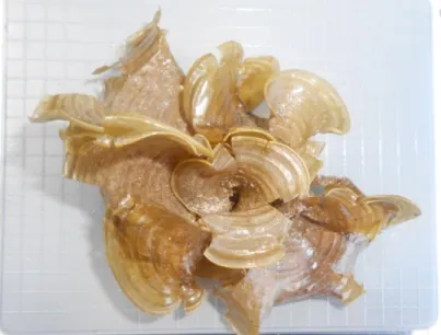 Gambar 1. Padina australis Hauch 