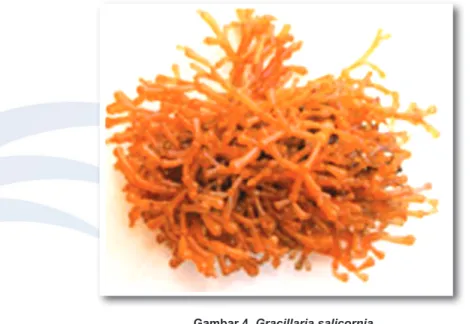 Gambar 4. Gracillaria salicornia