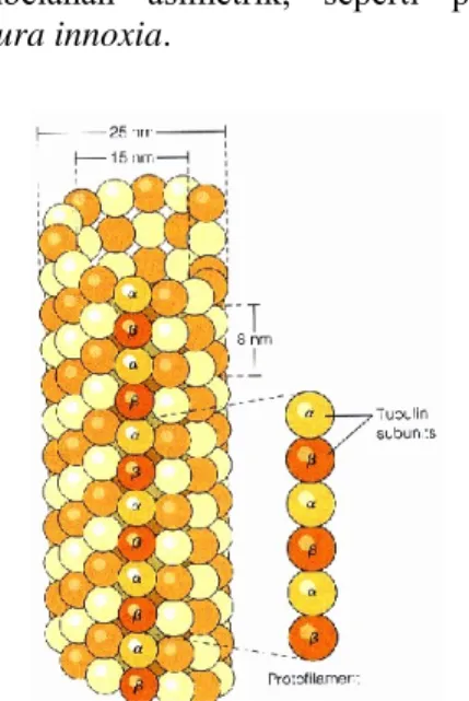 Gambar 2. Skema komponen mikrotubul (dikutip  dari Becker dkk., 2000). 
