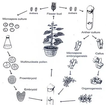 Gambar 3. Perbedaan kultur kepala sari dengan kultur mikrospora (dikutip dari Reynolds, 1997) 