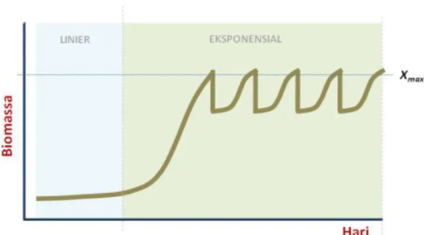 Gambar  2.  Pola  pertumbuhan  mikroalga  dalam  fotobioreaktor  sistem  semi-kontinu  (dimodifikasi dari Chiu et al