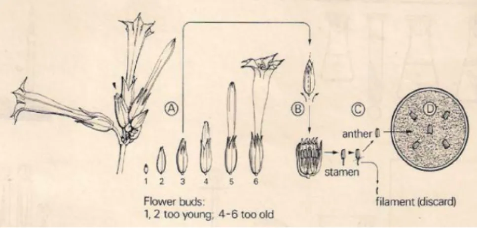 Gambar 6.6.  Fase-fase perkembangan bunga pada tanaman  tembakau yang khas untuk  menentukan tahap perkembangan  mikrospora yang sesuai bagi pelaksanaan kultur antera atau kultur  mikrospora (Touraev et al., 1977)