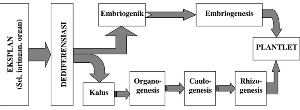 Gambar 1.1.  Diagram perkembangan eksplan di  dalam kultur  jaringan  