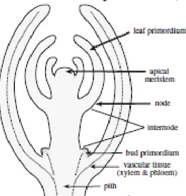 Gambar 4.3.  Tanam dikotil dengan kuncup apikal dan aksilar  dimana di  dalamnya terdapat sel-sel yang  meristematik (Dermen and Stewart, 1973)