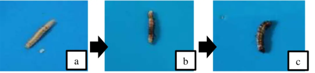 Gambar  1.  Perubahan  morfologi  larva  H.  armigera  dengan  aplikasi  ekstrak  tepung  daun  bintaro  (a)  Larva  H