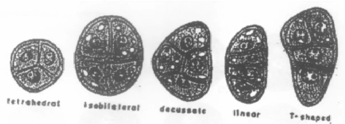 Gambar 8.8. Tipe tetrad mikrospora pada Angioispermae  1. tetrahedral; 2. isobilateral; 3