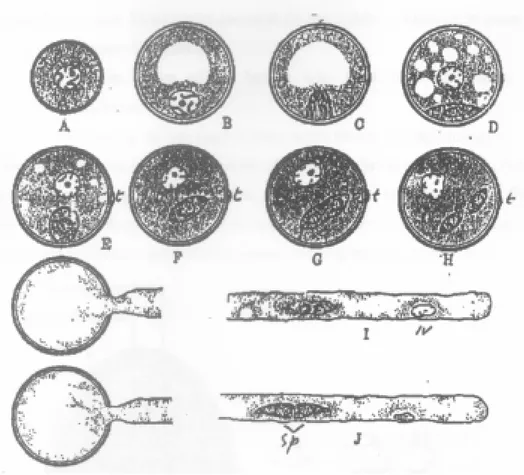 Gambar 8.9. Perkembangan gametofit jantan  A. Serbuk sari yang barn terbentuk dengan 1 inti