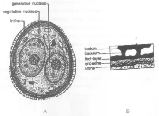 Gambar 8. 1 0. Struktur sel pollen pada Angiospermae 