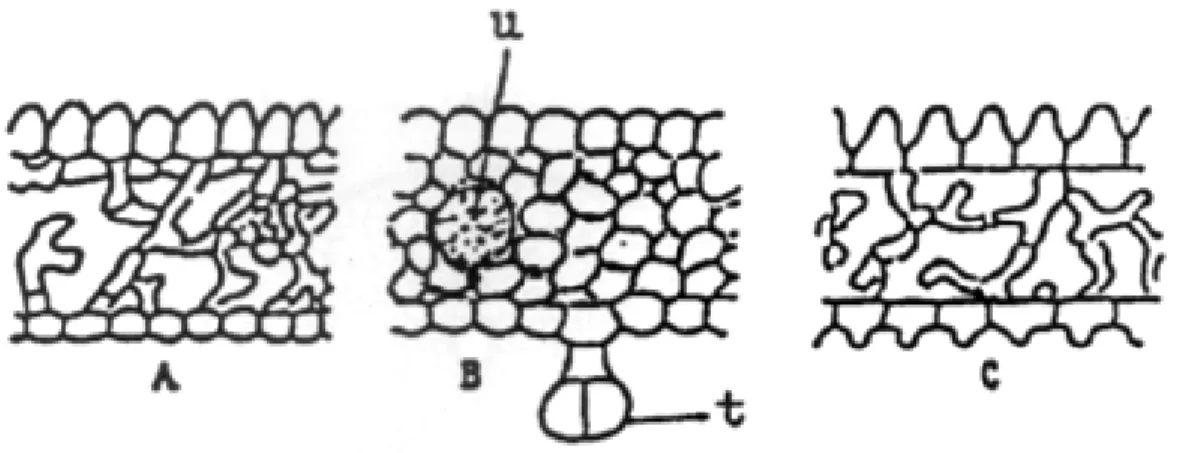 Gambar 8.1.  Diagram struktur 