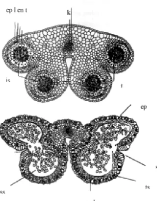Gambar 8.2. Struktur kepala sari pada bunga Lilium sp.